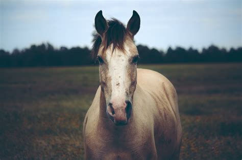 2048x1365 Widescreen Backgrounds Horse Coolwallpapersme