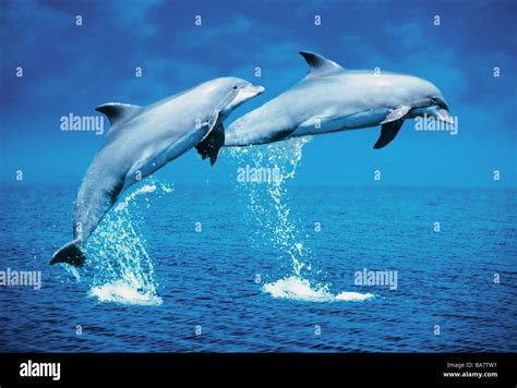 Two Bottlenosed Dolphins Jumping Tursiops Truncatus Stock Photo Alamy