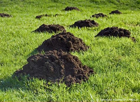 Maulwurf und wühlmaus sind im garten unerwünscht. Wie kann man den Maulwurf vertreiben? - Garten | HausXXL ...