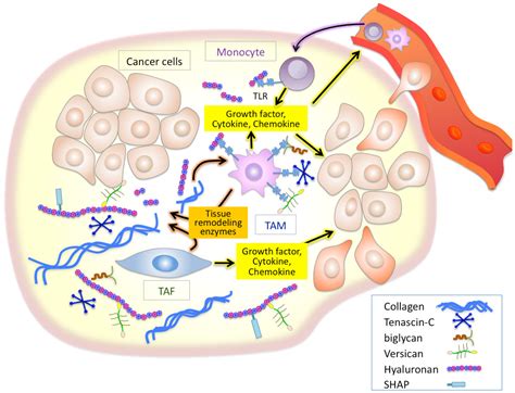 Cancers Free Full Text Inflammatory Alterations Of The