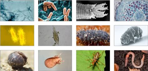 Some Of The Billions Of Organisms That Keep Our Soil Healthy Spirit