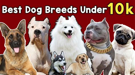 Budget Friendly Dog Breeds Best Dog Breeds Under 10000 Cheapest Dog