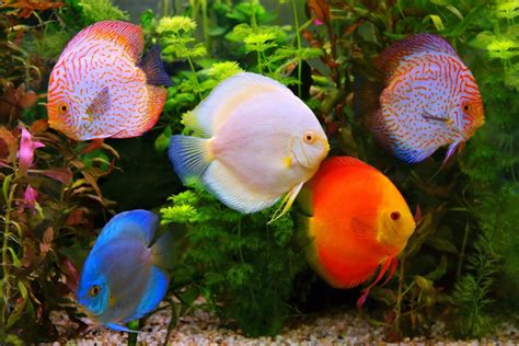 8 Best Freshwater Aquarium Fish Pond Guides Pond Planet