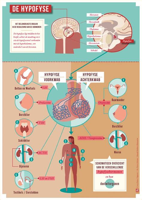 infographic | Infographic, Infographic health, Medical