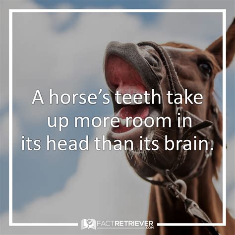 61 Interesting Facts About Horses Factretriever Com H