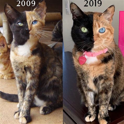 Venus The Two Face Cat 10 Years Apart