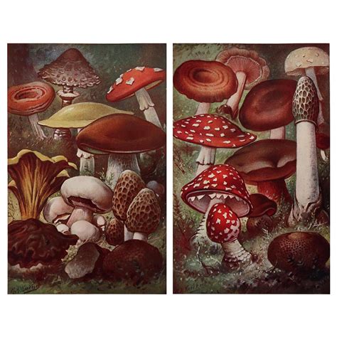 Pair Of Original Vintage Mushroom Prints C1900 At 1stdibs