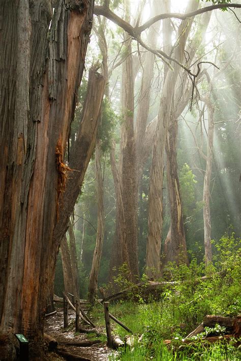 Eucalyptus Forest 2 Photograph By Robert Michaud Pixels