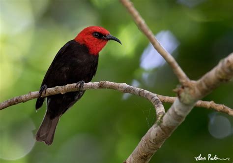 Cardinal Myzomela New Caledonia Bird Images From Foreign Trips
