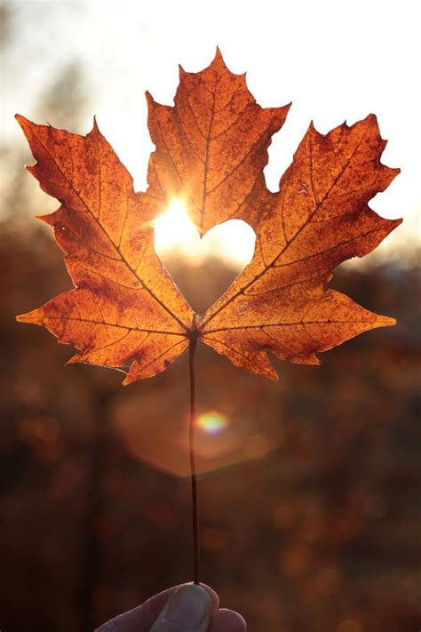 Love Symbol Heart Cutout On A Maple Leaf At Sunset Stock Photo Image