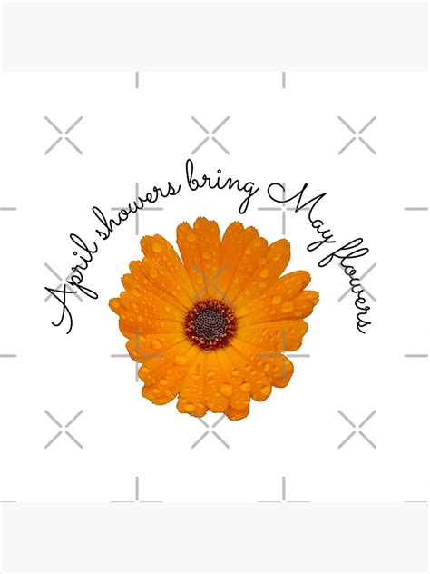 April Showers Bring May Flowers Marigold Flower With Raindrops Poster
