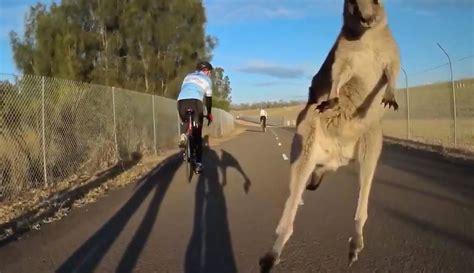 Kangaroos Nearly Take Down Cyclist Twice For The Win