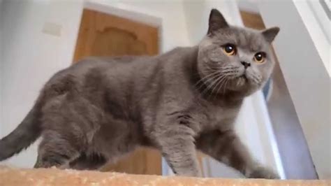 British Shorthair Cat 1 Year Old Youtube