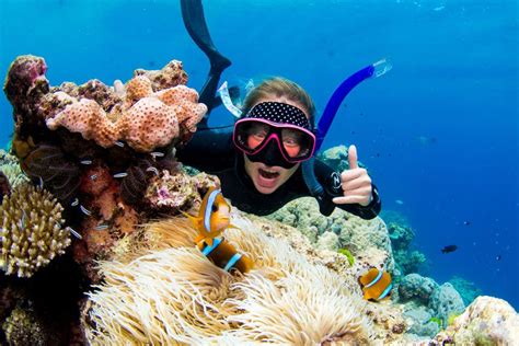 From Cairns Luxury Great Barrier Reef Snorkeling And Diving Travel
