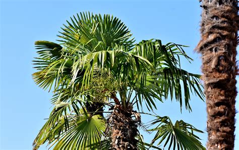The Best Cold Hardy Tropical Plants Better Landscaping