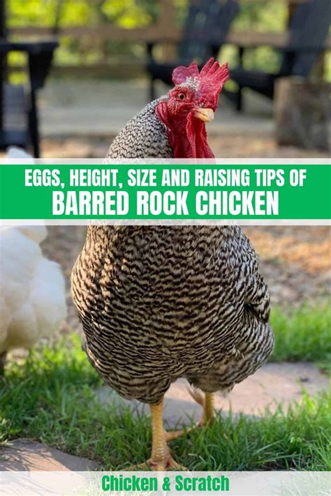 Barred Rock Eggs Height Size And Raising Tips Raising Backyard