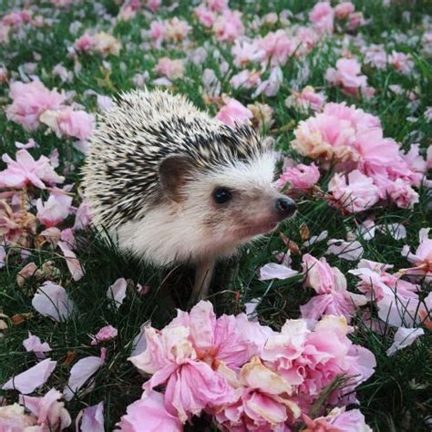 This Hedgehog Looks So Cute In Those Pink Flowers In 2020 Hedgehog