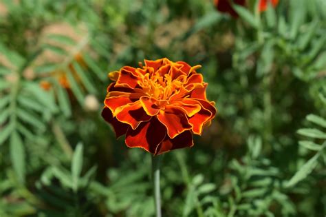 Flower Colorful Garden Free Photo On Pixabay