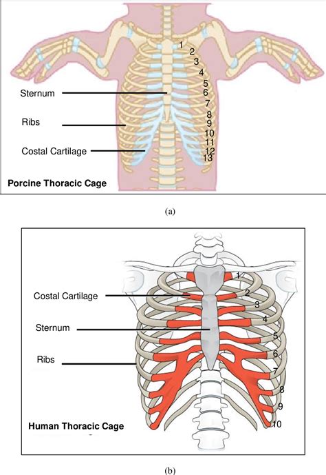 Understanding The Mechanical Behavior Of Costal Cartilage At Their