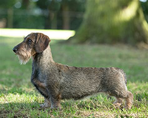 Dachshund Wire Haired Breeds A To Z The Kennel Club