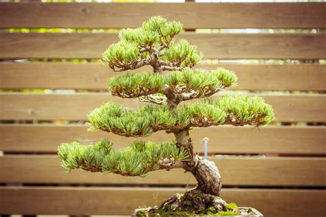 There are many types of trees that are suited to bonsai, and new ones are always being introduced. 13 Types of Bonsai Trees (by Style and Shape Plus Pictures)