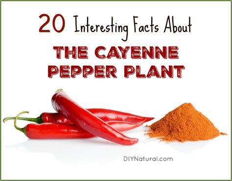 Capsicum Annuum 20 Interesting Facts Of The Cayenne Pepper