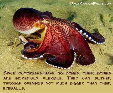 20 Awesome Animal Facts You Might Not Know Amazing Creatures