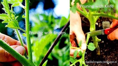 How To Prune Tomato Plants Pruning Tomato Plants For Maximum Yield