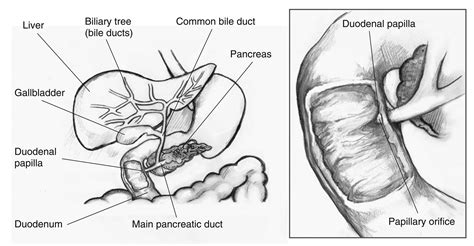 Pancreatic Duct Model