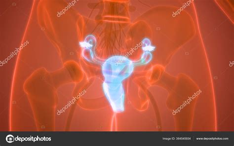 Female Reproductive System Anatomy Stock Photo By ©magicmine 364545934