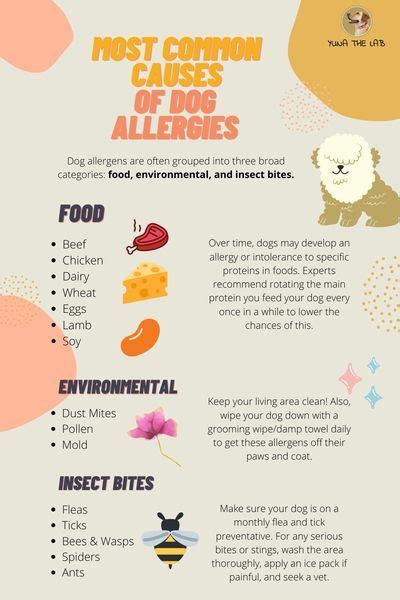 Here Are The Most Common Causes Of Dog Allergies Yuna The Labrador