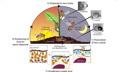 Schematic Illustration Of The Life Cycle Of Entomophthora Fungi The