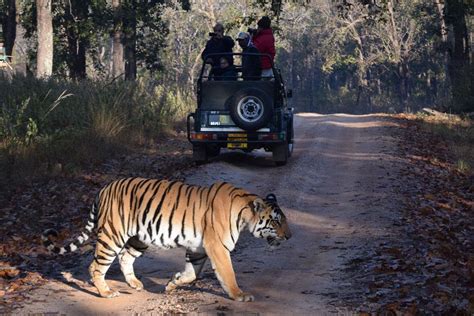 A Complete Guide To Bandhavgarh National Park TGIR