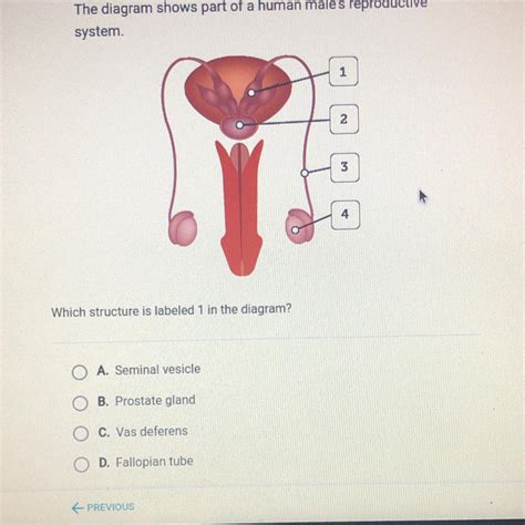 The Diagram Shows Part Of A Human Males Reproductive System 1 2 3 4