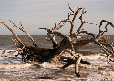 Dead Petrified Driftwood Tree On Driftwood Beach Jekyll Island J
