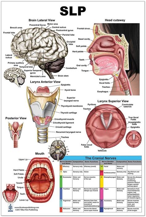 The Slp Large Poster Illustrates Anatomy Of Speech Language Pathology