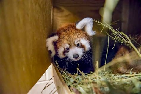 Cuteness Alert Photos Of Baby Red Panda Born At Milwaukee Zoo