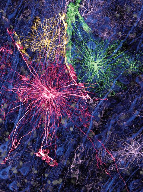 Evolutionary Changes Of Astrocytes University Of Copenhagen