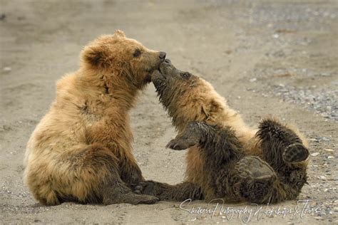 Two Cute Bear Cub Siblings Shetzers Photography