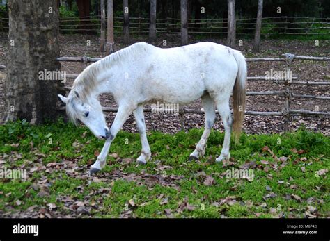 Beautiful White Horse Stock Photo Alamy
