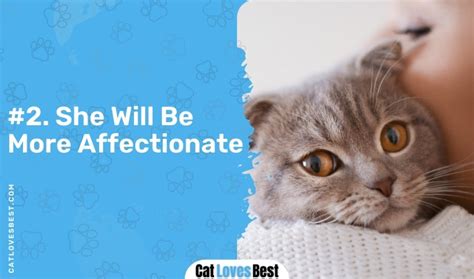 Can Cats Sense Pregnancy Heres What You Need To Know Cat Loves Best