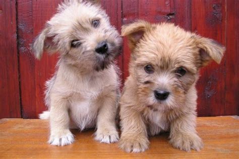 Cairn Terrier Mix Puppies For Sale Petsidi