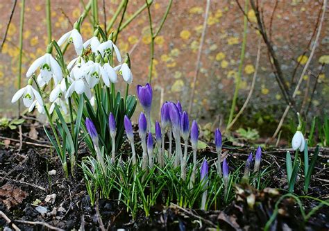 Hd Wallpaper Close Up Photo Of White And Purple Petaled Flowers