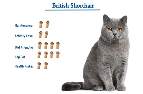 British Shorthair Cat Breed Everything You Need To Know At Glance