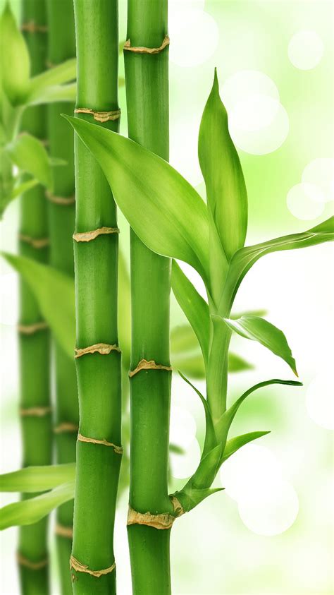 Details Bamboo Background Hd Abzlocal Mx