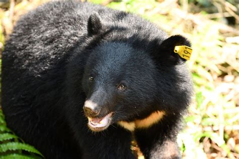 玉山國家公園台灣黑熊逾百隻塔塔加頻出沒 遇見熊怎麼辦 jalife