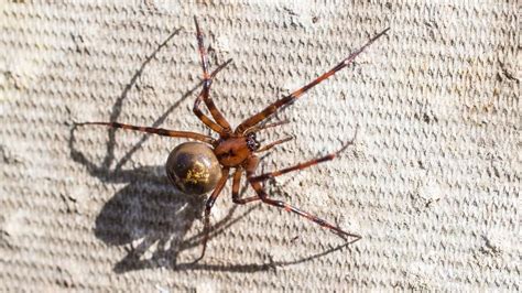 Spider Warning As False Widows To Invade British Homes How To Stop