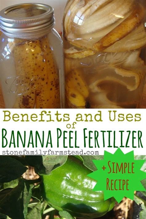 Banana Peel Fertilizer Benefits And Uses Fertilizer For Plants