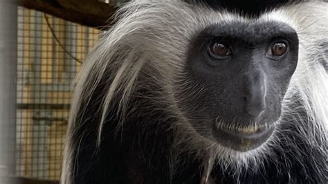 Abilene Zoo Welcomes Two Babies A Colobus Monkey And A Giraffe