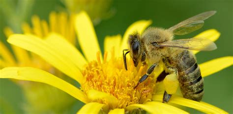 North little rock is a city in pulaski county, arkansas, united states, across the arkansas river from little rock in the central part of the state. Does Pollen In My Home Attract Insects? | Clegg's Pest Control
